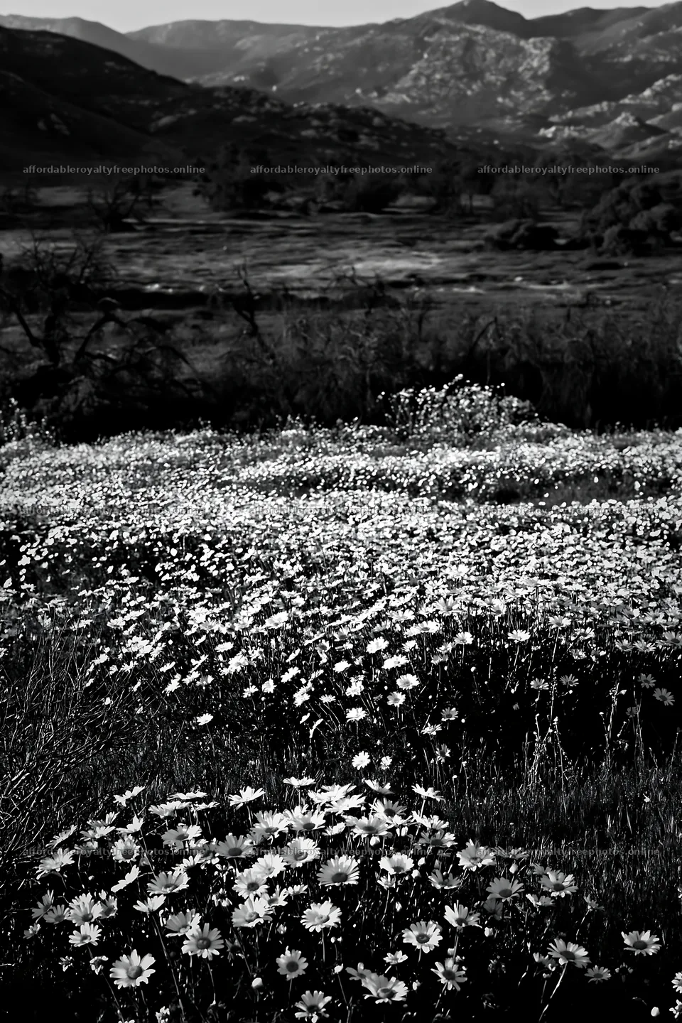 Cloudy foothill meadow with wildflowers in the foreground – royalty-free photos 6480x9722