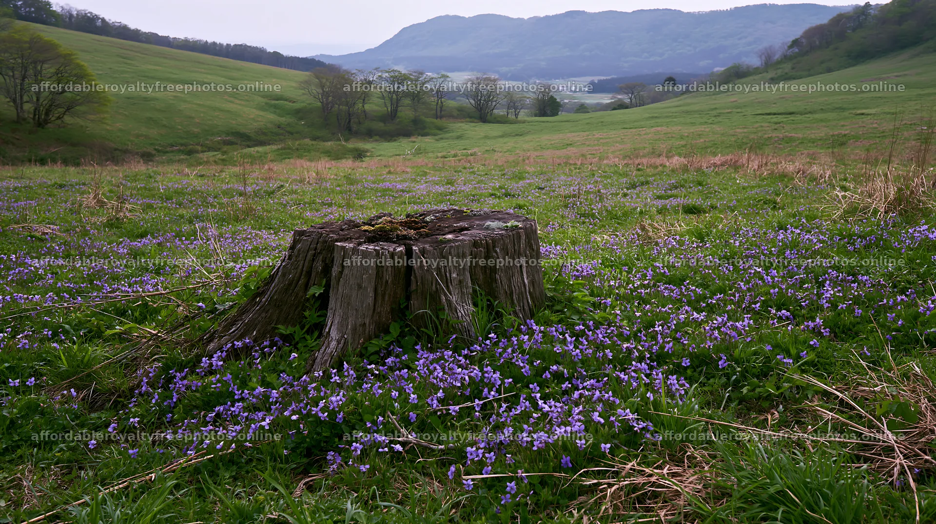 Fukushima native meadow with weathered stump and flowers – royalty-free photos 10608x5938