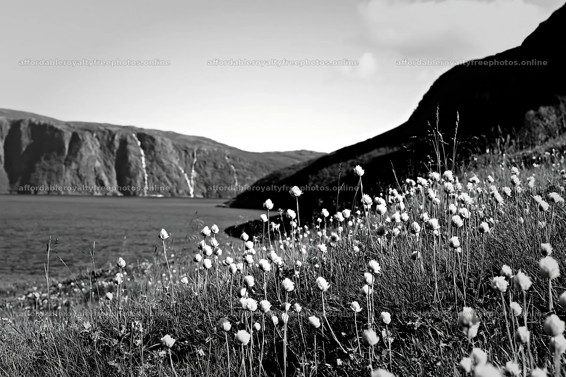 Fjord meadow with cotton grass near calm water and – royalty-free photos 9722x6480