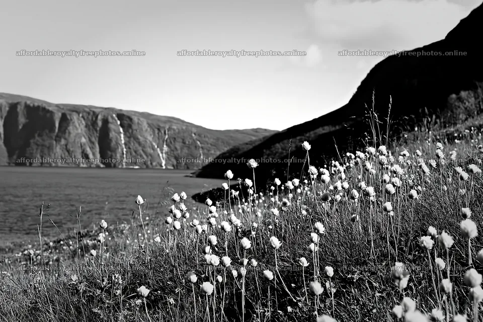 Fjord meadow with cotton grass near calm water and – royalty-free photos 9722x6480