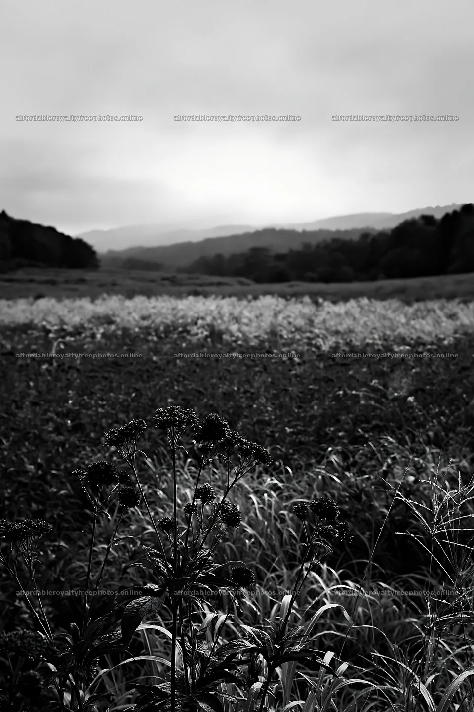 Meadow seedheads in Iwate region after rain – royalty-free photos 6480x9722
