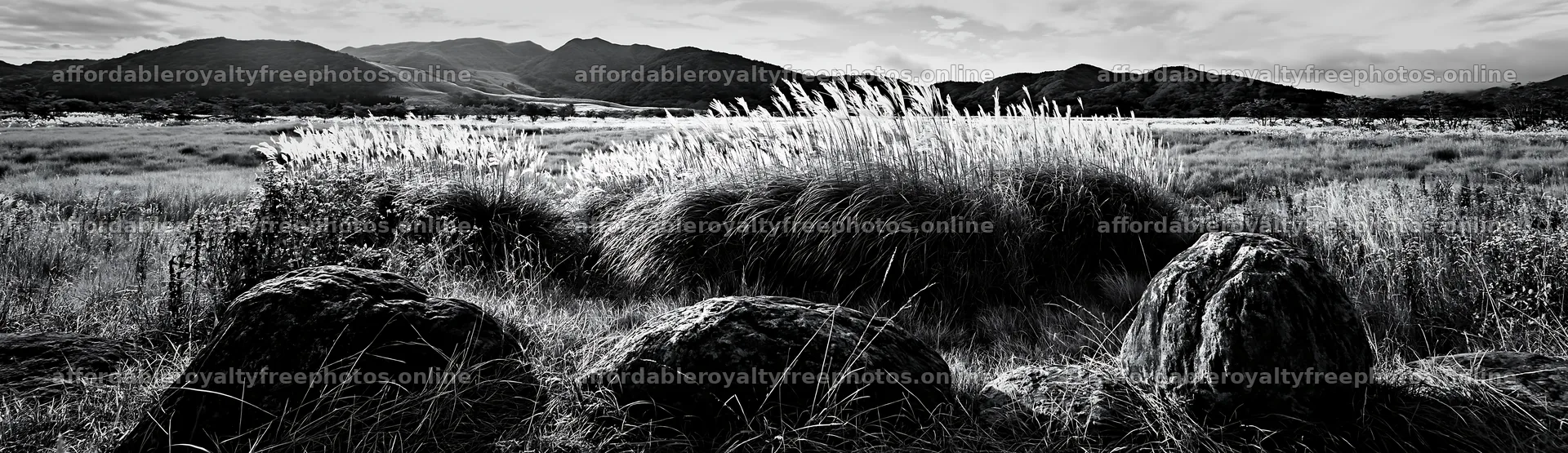 Rewilded Akita silver grass meadow stones under a bright – royalty-free photos 14762x4268
