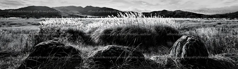 Rewilded Akita silver grass meadow stones under a bright – royalty-free photos 14762x4268