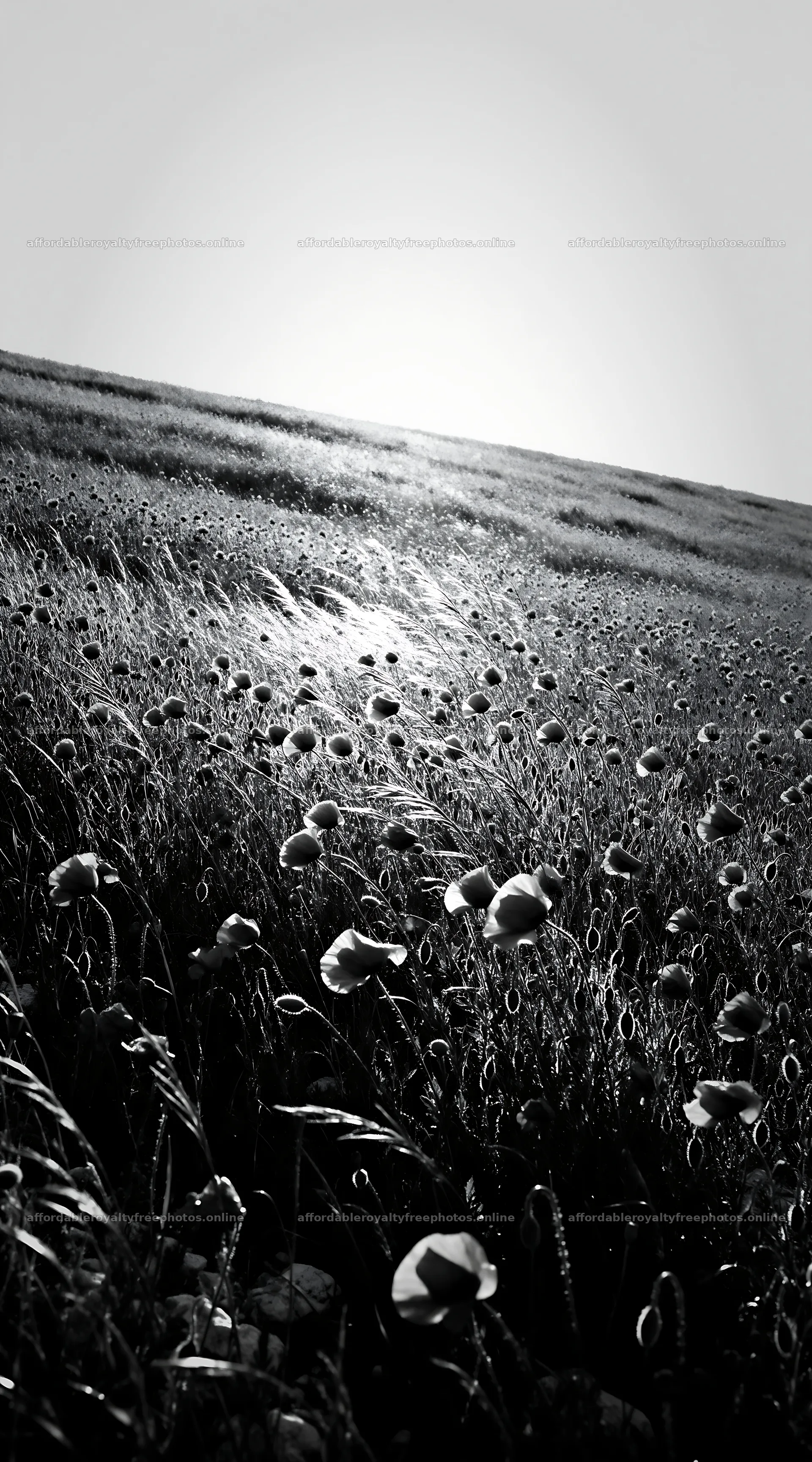 Sunny limestone meadow with flowers and open landscape – royalty-free photos 5916x10648