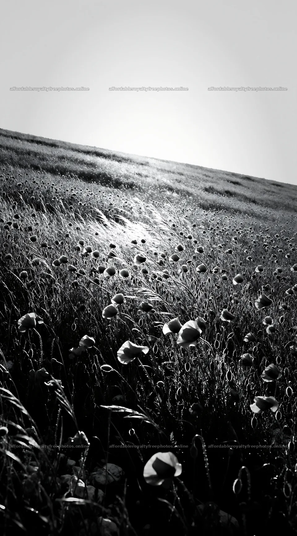 Sunny limestone meadow with flowers and open landscape – royalty-free photos 5916x10648