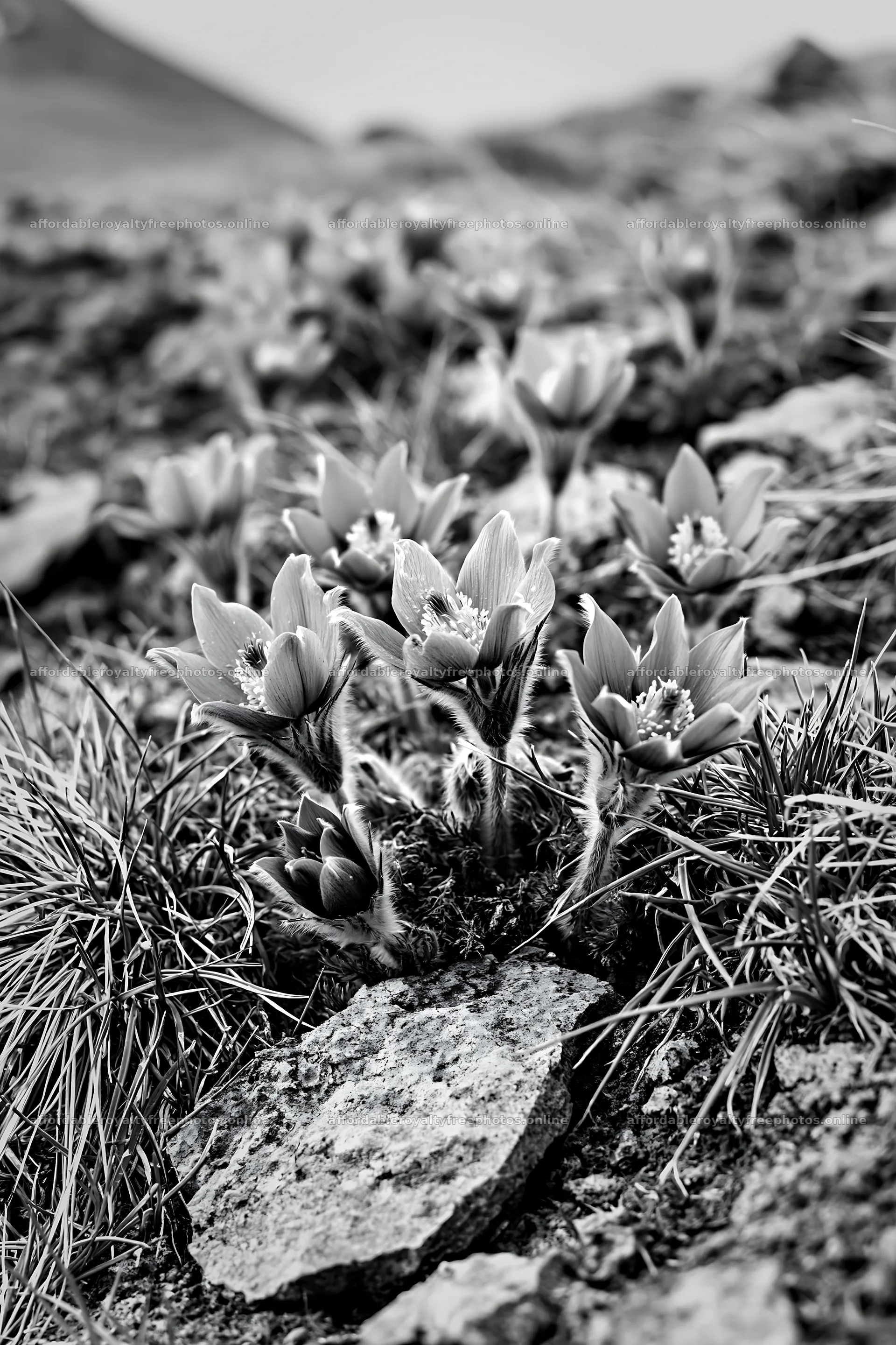 Cloudy pasque flower meadow with rocky ground – royalty-free photos 6480x9722
