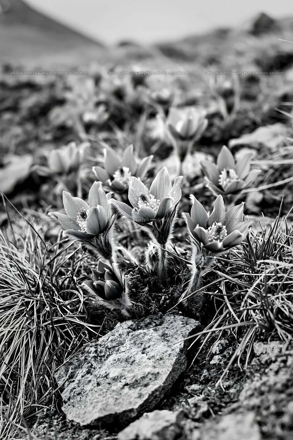 Cloudy pasque flower meadow with rocky ground – royalty-free photos 6480x9722
