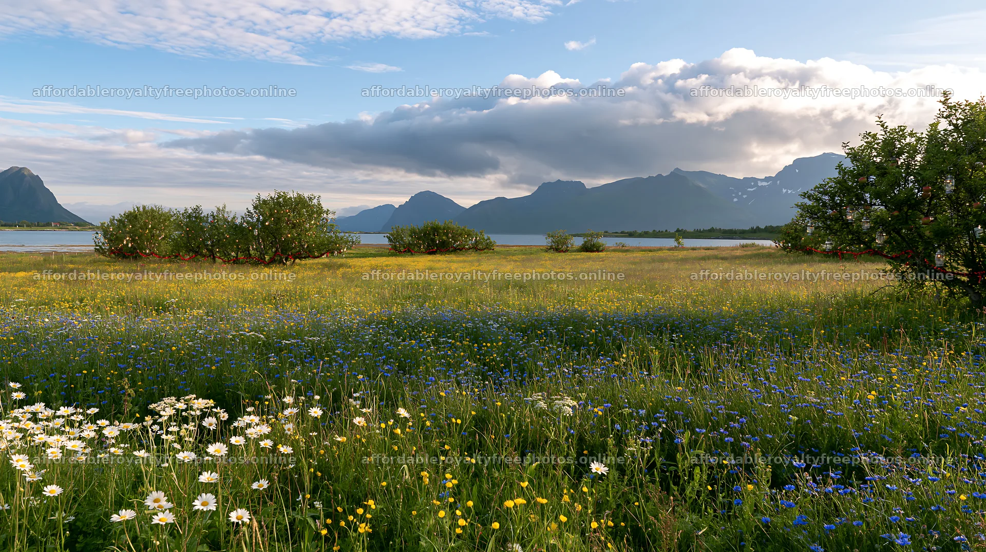 Christmas apple tree meadow in Lofoten with lanterns at – royalty-free photos 10608x5938