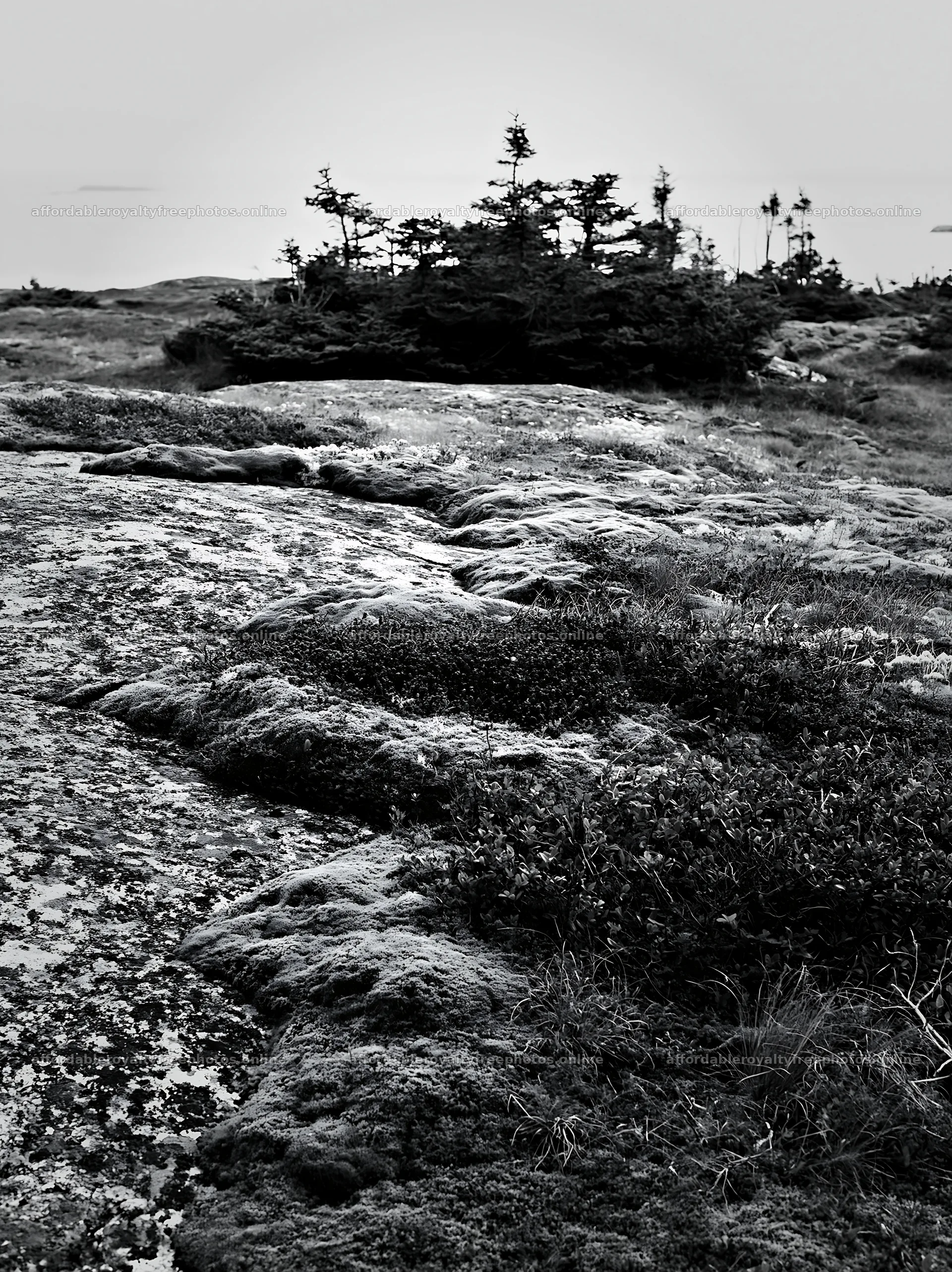 Mossy boulders in a meadow with sparse trees in black – royalty-free photos 6866x9174