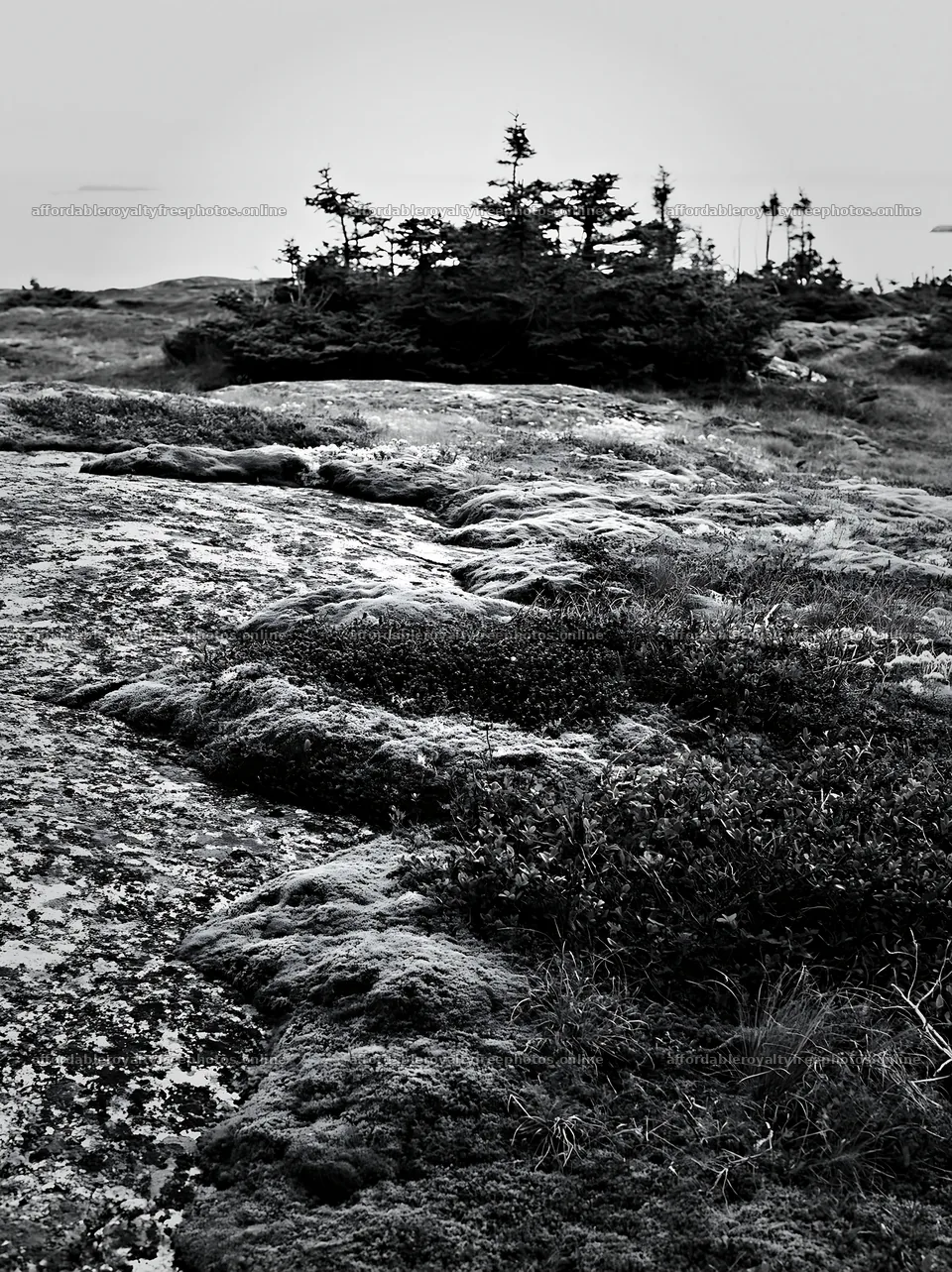Mossy boulders in a meadow with sparse trees in black – royalty-free photos 6866x9174