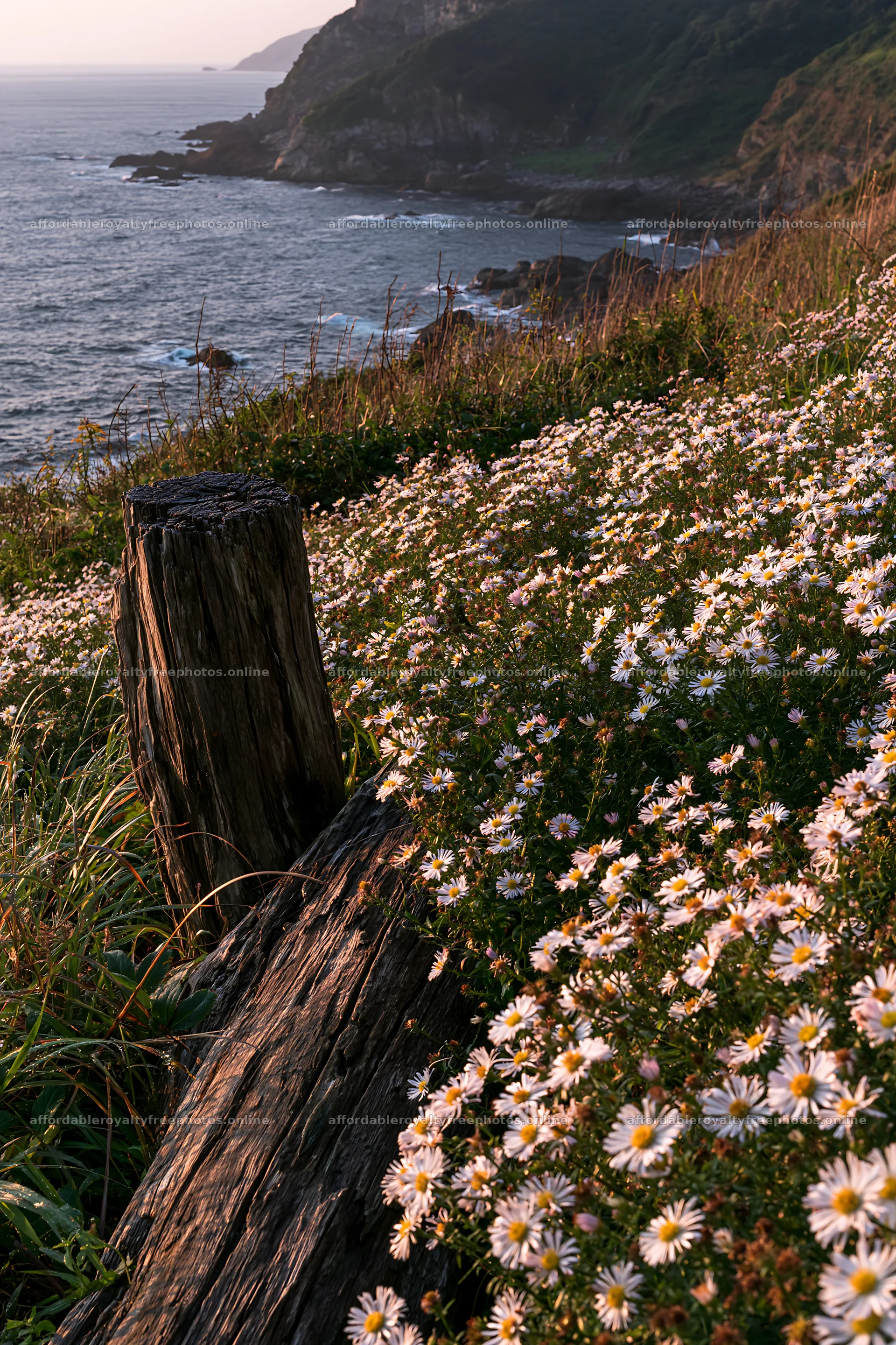 Nagasaki coastal meadow with driftwood and flowers at – royalty-free photos 6480x9722