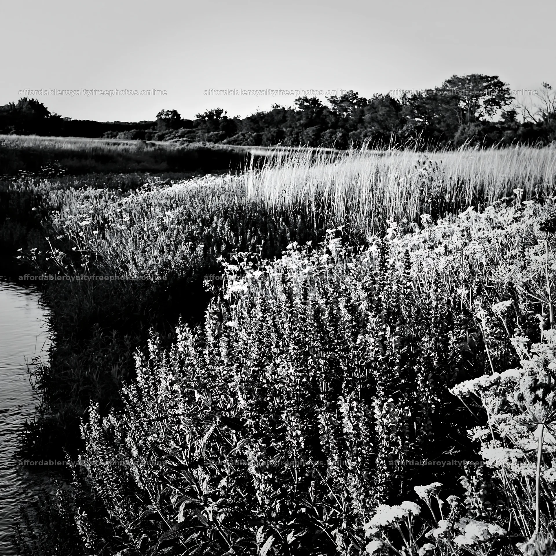 Sunny herb meadow beside stream in black and white – royalty-free photos 7938x7938