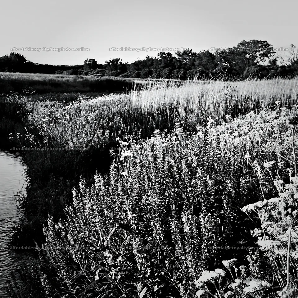 Sunny herb meadow beside stream in black and white – royalty-free photos 7938x7938