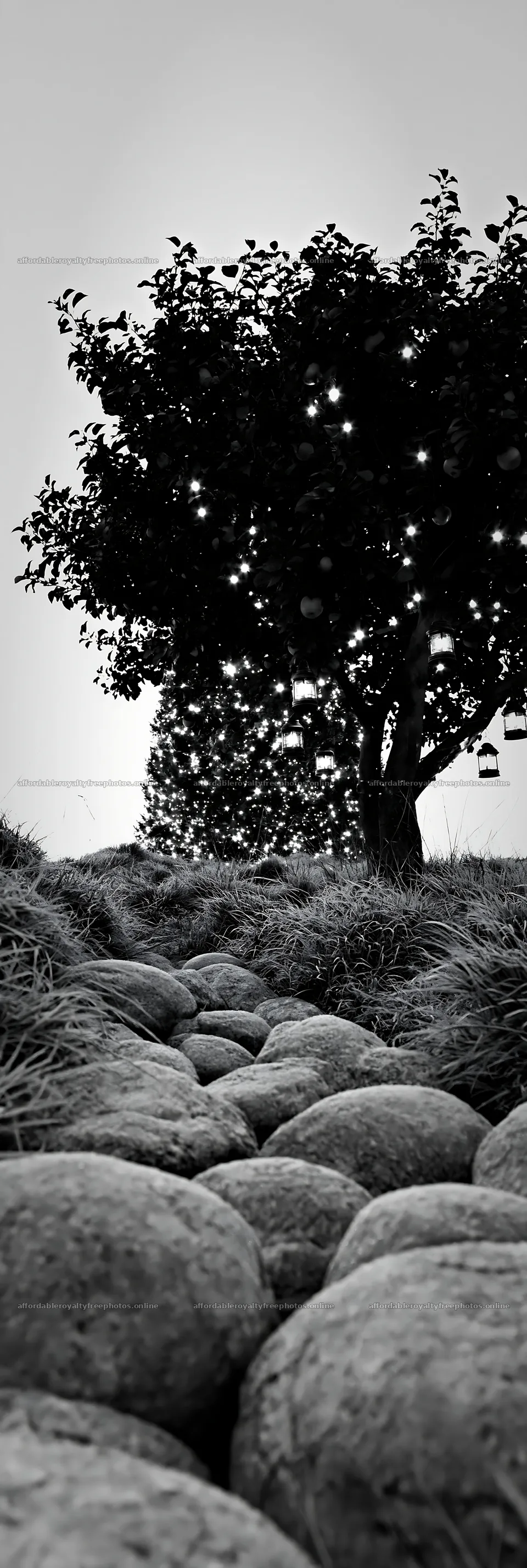 Christmas apple tree in meadow with frosted stones and – royalty-free photos 4602x13690