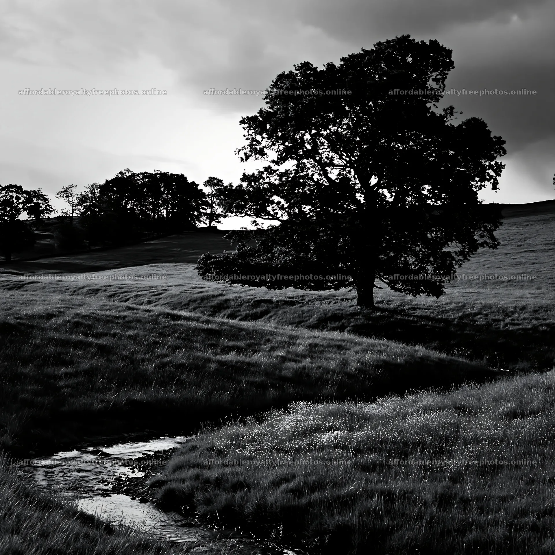 High contrast meadow with watercourse and tree – royalty-free photos 7938x7938