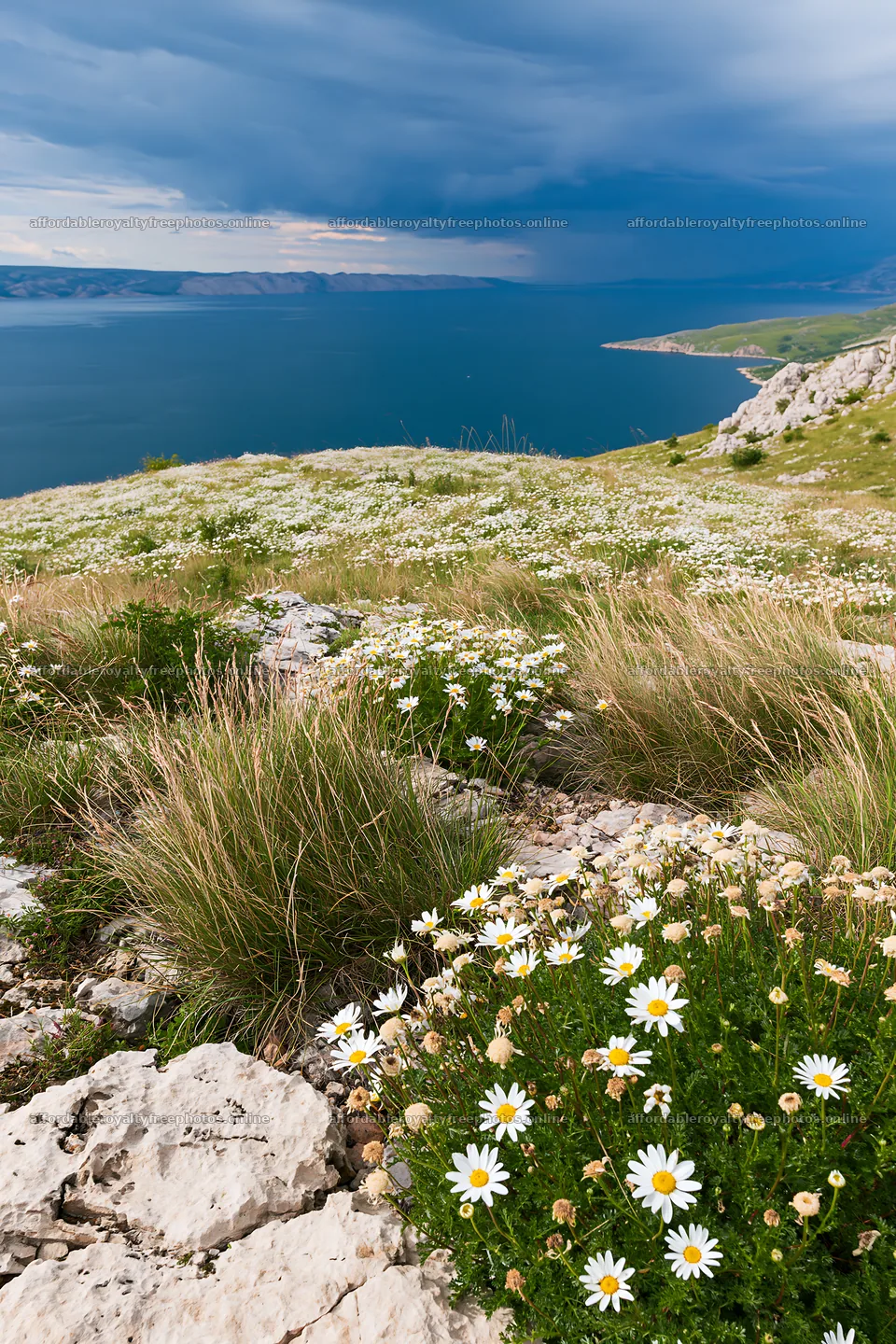 Croatian meadow above Adriatic coast under cloudy skies – royalty-free photos 6480x9722