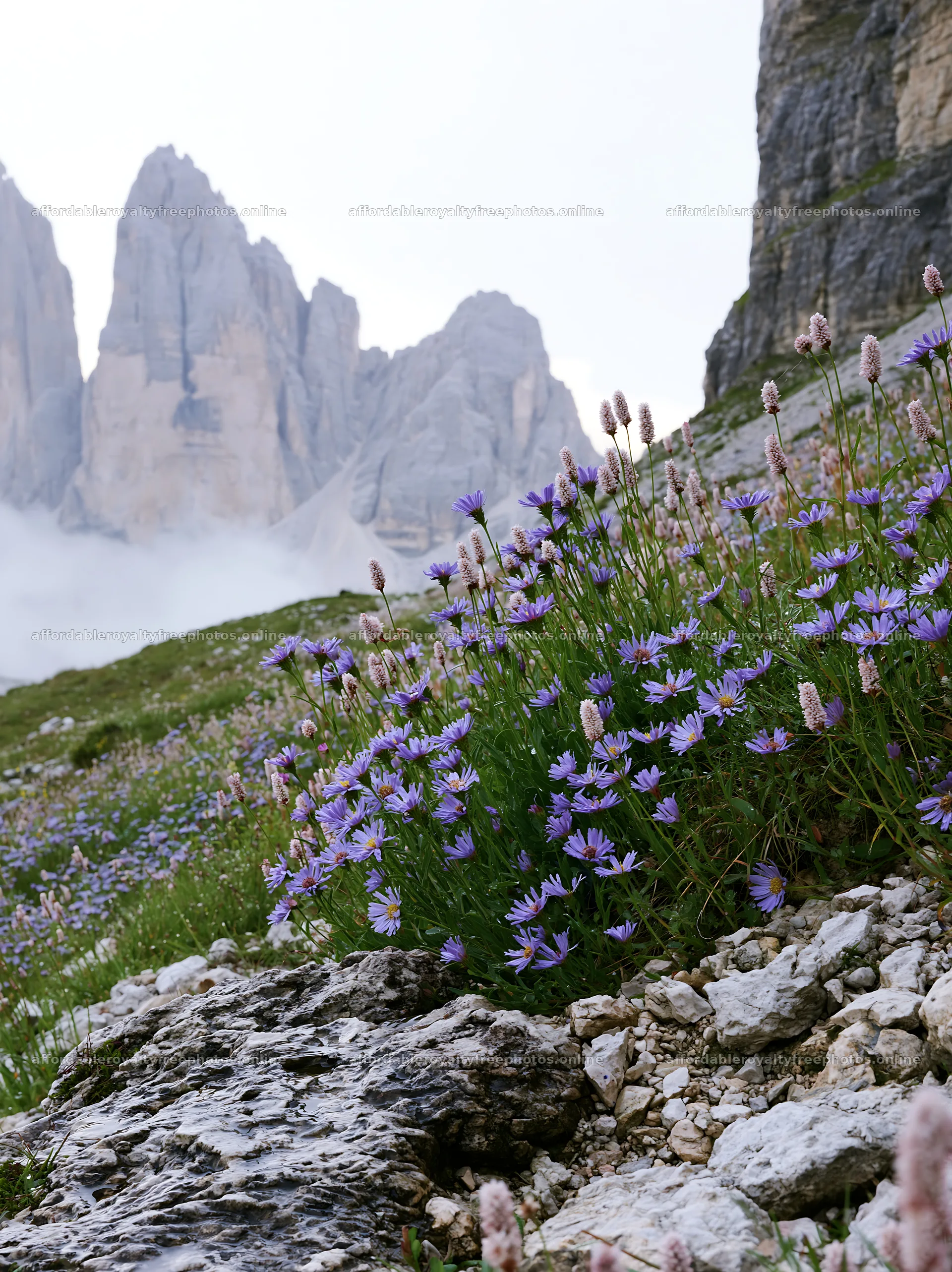 Climate-resilient meadow with purple flowers and rocky – royalty-free photos 6866x9174