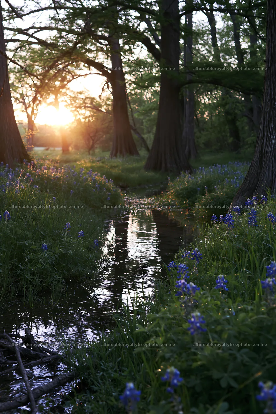 Bluebonnet meadow sunrise with trees and a stream – royalty-free photos 6480x9722