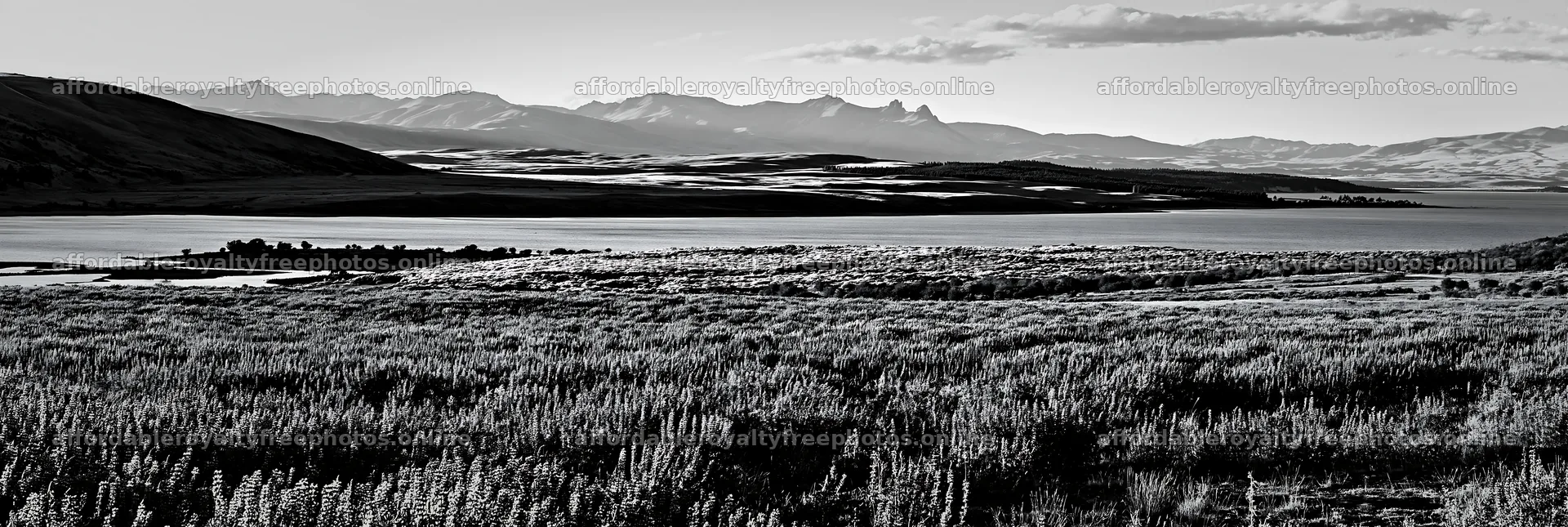 Lake Tekapo lupine meadow and mountains view – royalty-free photos 13690x4602