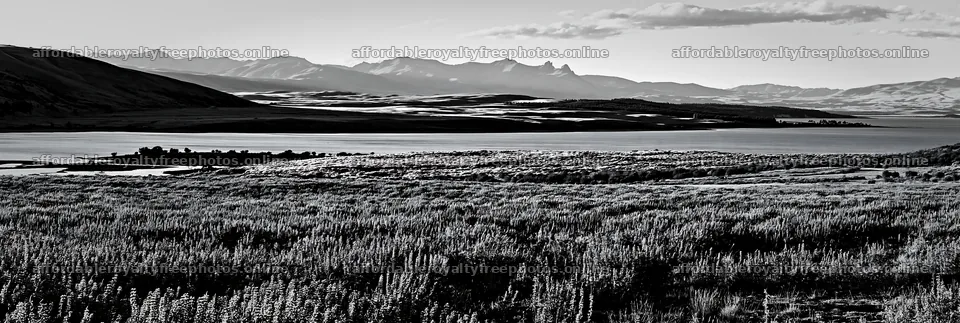 Lake Tekapo lupine meadow and mountains view – royalty-free photos 13690x4602