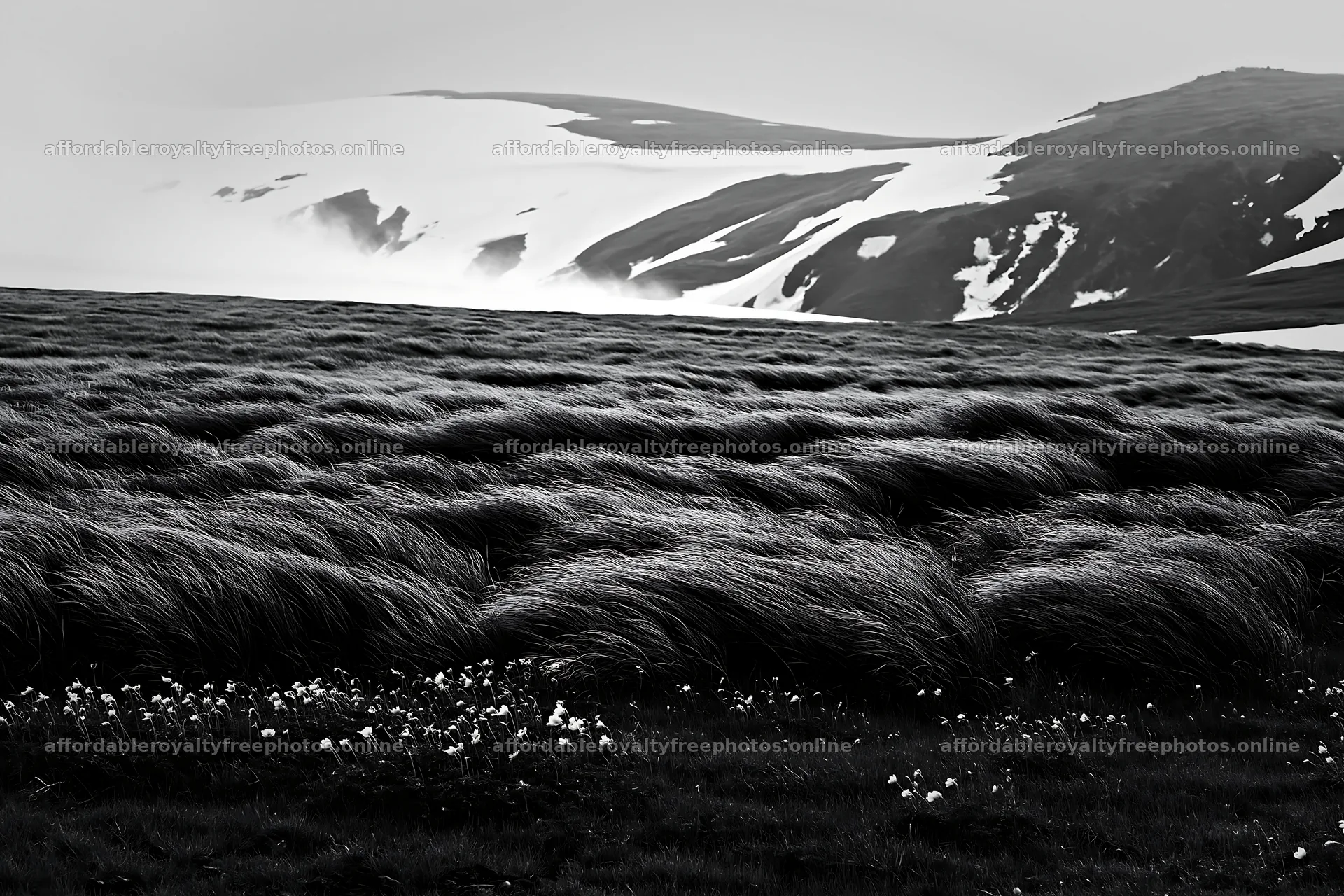 Akita snowmelt meadow with silver grasses in black and – royalty-free photos 9722x6480