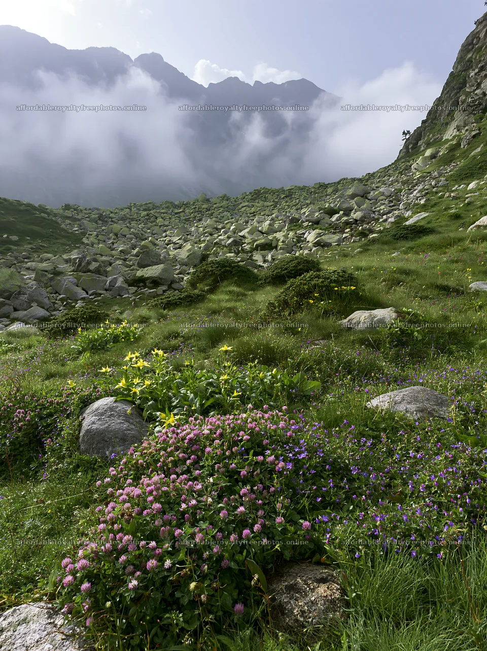 Clover speedwell meadow with rocks and mountains in the – royalty-free photos 6866x9174