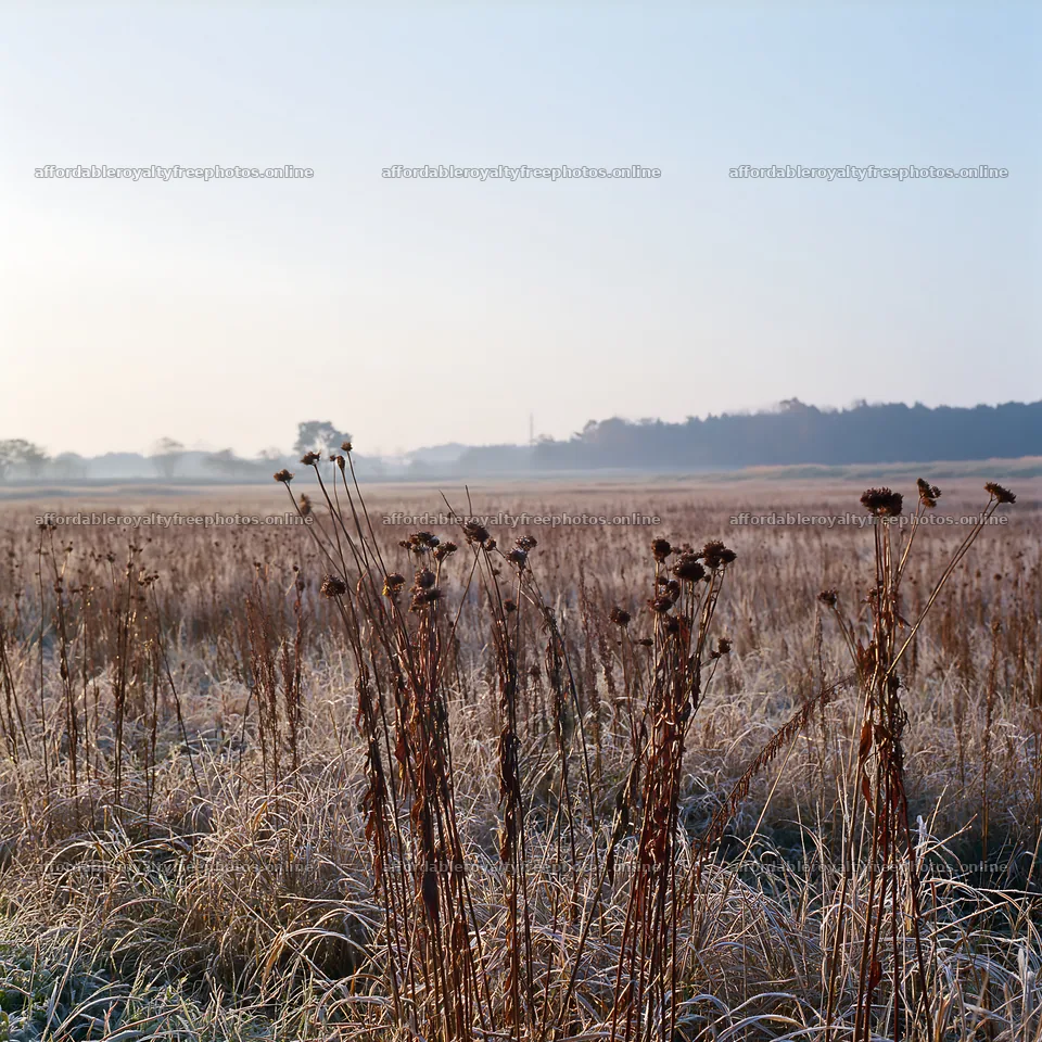 Aichi restored meadow autumn seedheads foreground – royalty-free photos 7938x7938