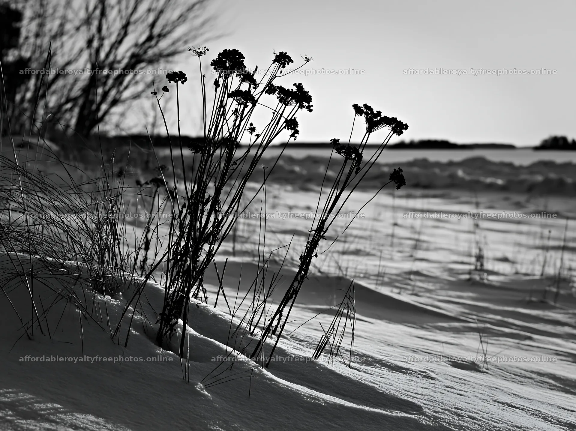Dune meadow with snow and dried flowers in black and – royalty-free photos 9174x6866