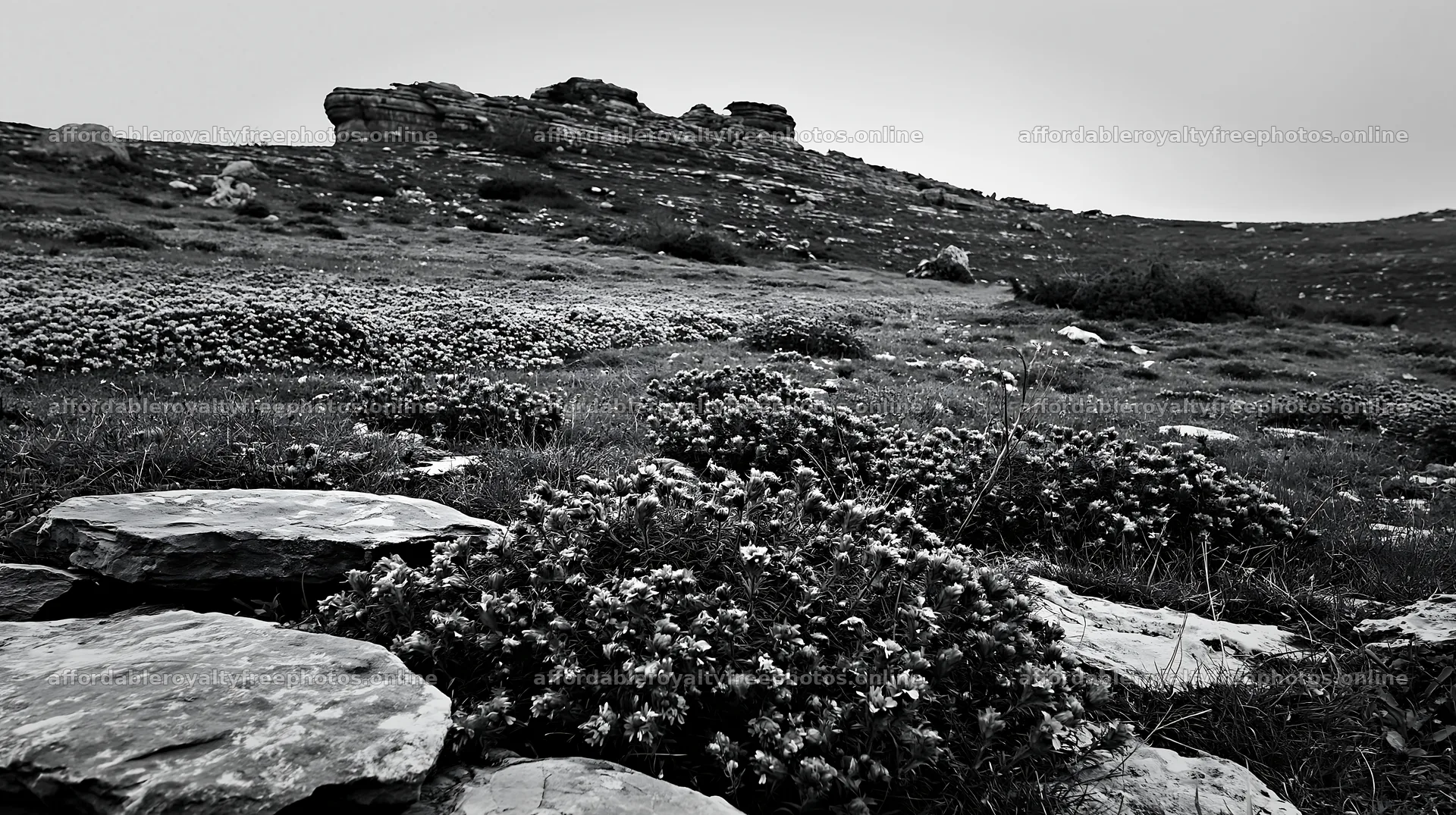 Cloudy rockrose meadow on a limestone slope – royalty-free photos 10608x5938