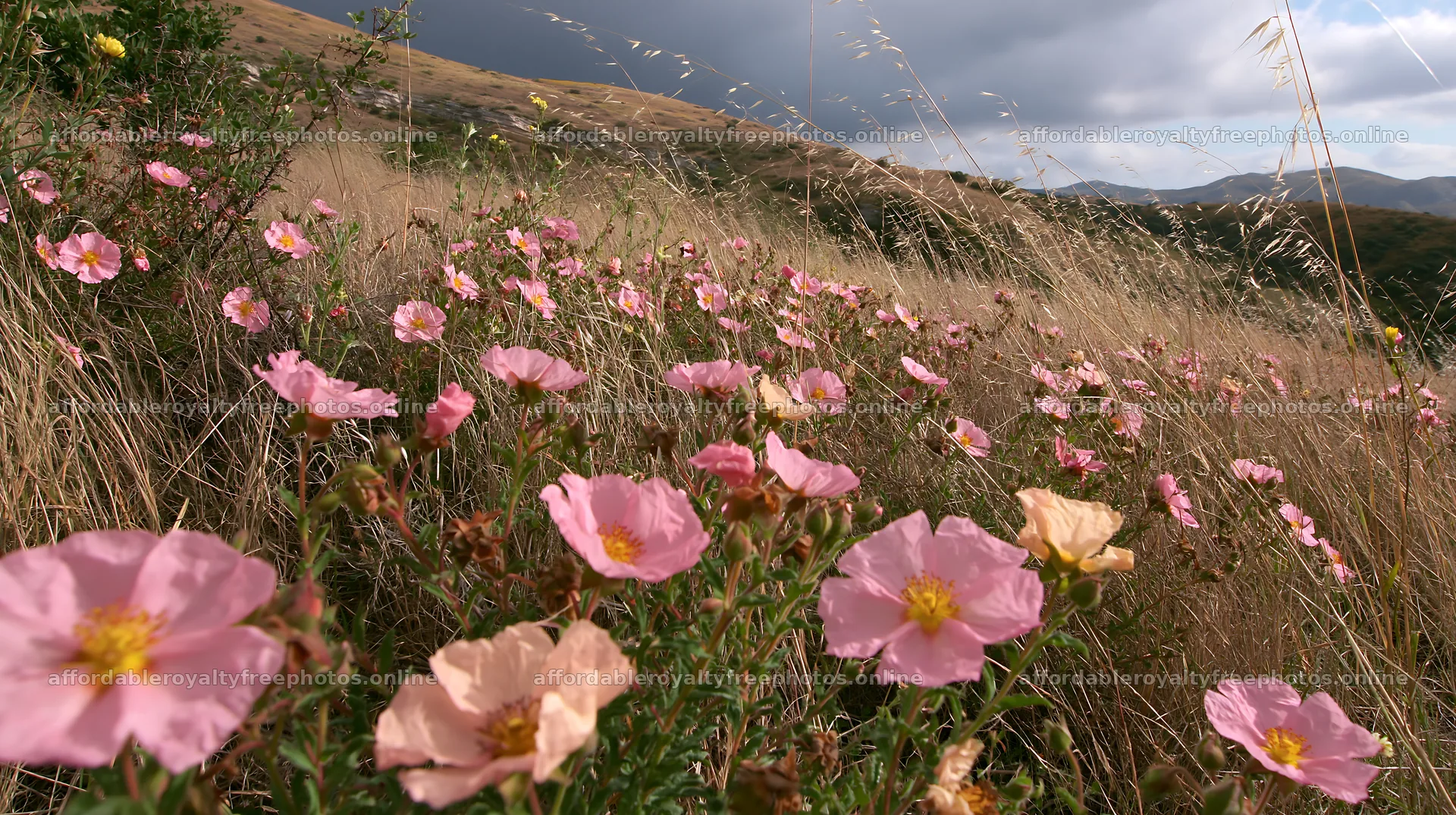 Cloudy rockrose meadow on a limestone slope – royalty-free photos 10608x5938