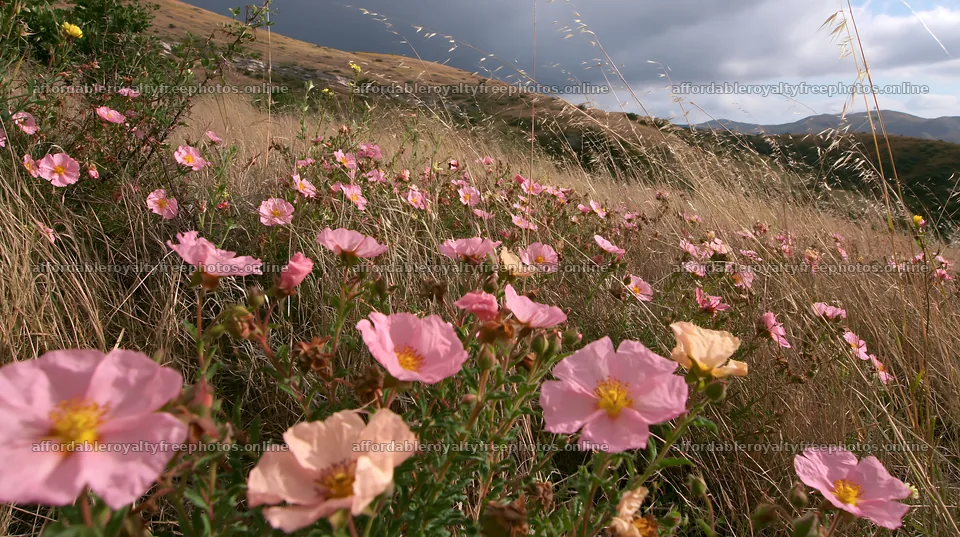 Cloudy rockrose meadow on a limestone slope – royalty-free photos 10608x5938
