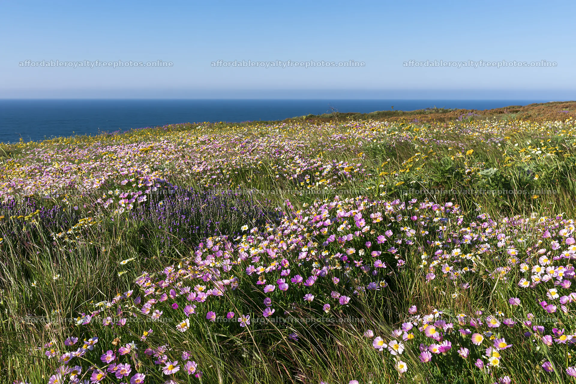 Portuguese meadow above Atlantic coast with flowers – royalty-free photos 9722x6480