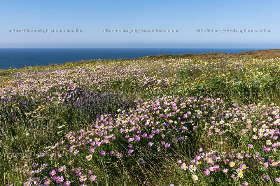 Portuguese meadow above Atlantic coast with flowers – royalty-free photos 9722x6480