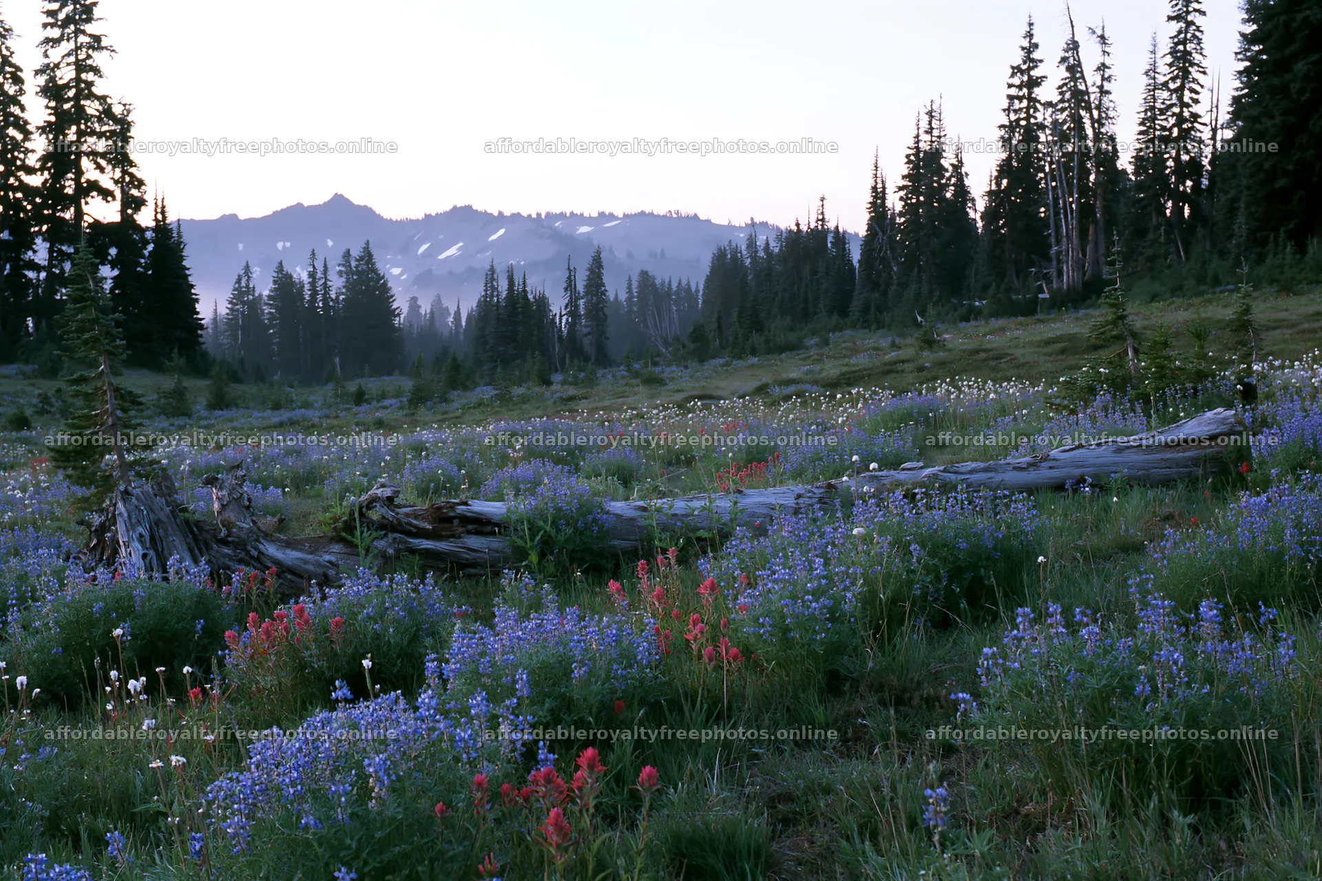 Weathered logs in a meadow filled with wildflowers – royalty-free photos 9722x6480