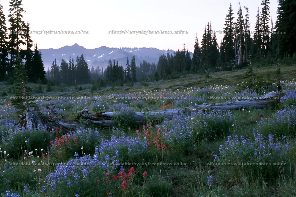 Weathered logs in a meadow filled with wildflowers – royalty-free photos 9722x6480