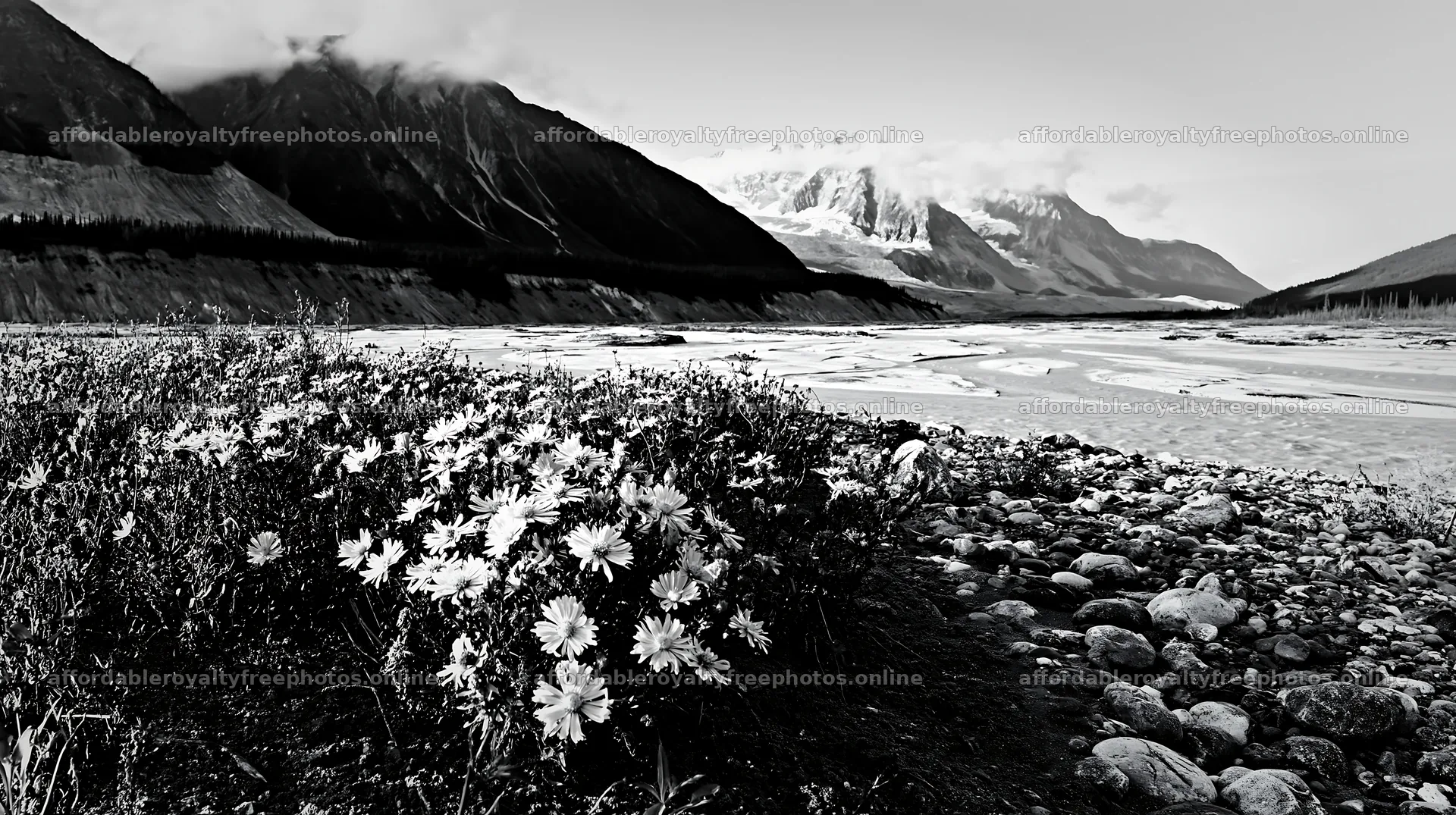 Colorful aster meadow by a river in a mountain landscape – royalty-free photos 10608x5938