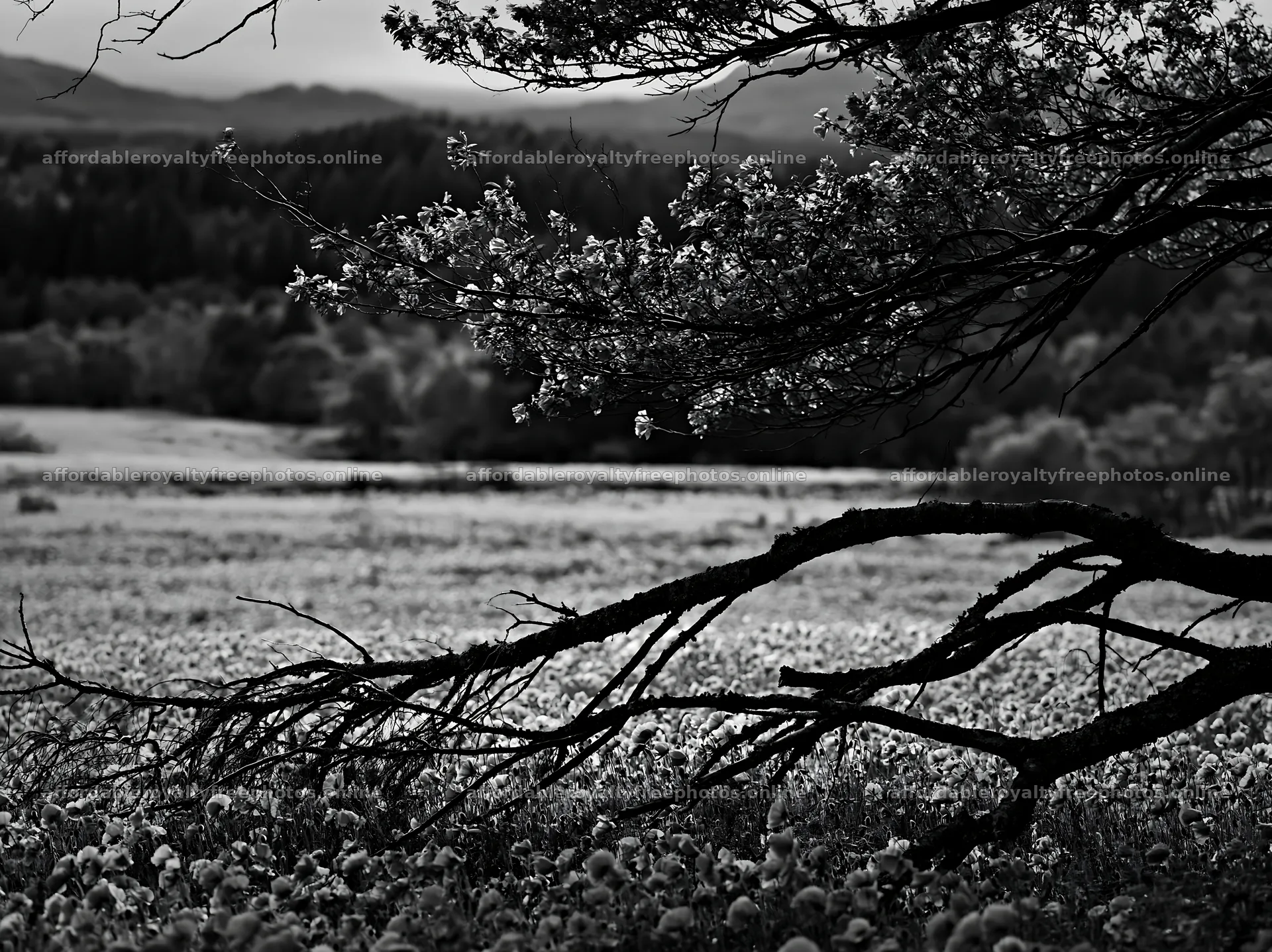 Yamagata rewilded meadow fallen branch in a vibrant field – royalty-free photos 9174x6866