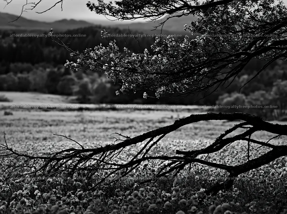 Yamagata rewilded meadow fallen branch in a vibrant field – royalty-free photos 9174x6866