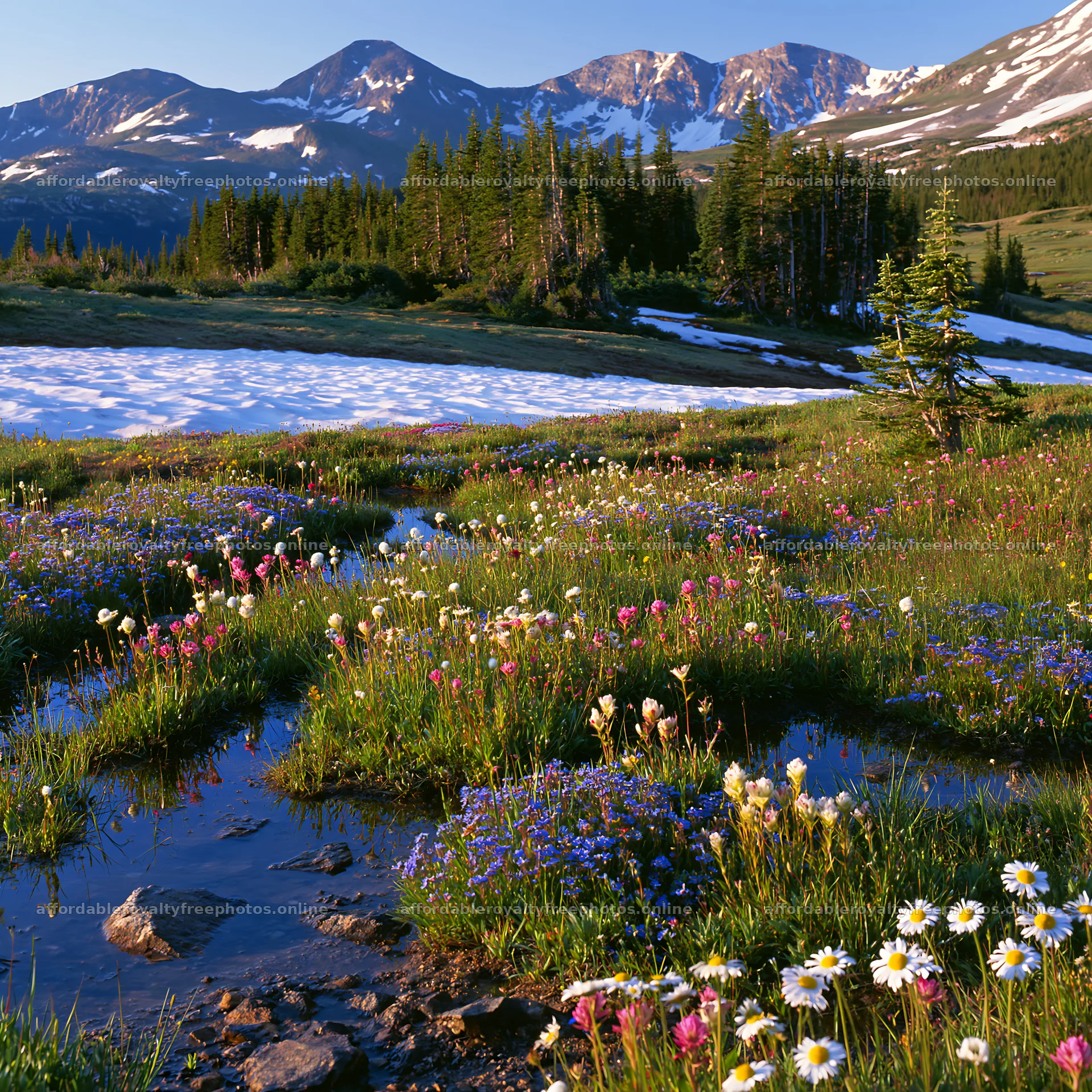 Snowy Rocky Mountain Park meadow with wildflowers and – royalty-free photos 7938x7938