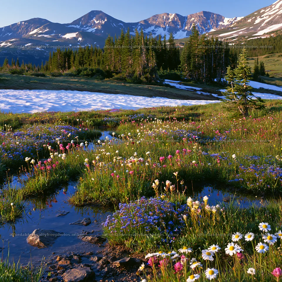 Snowy Rocky Mountain Park meadow with wildflowers and – royalty-free photos 7938x7938