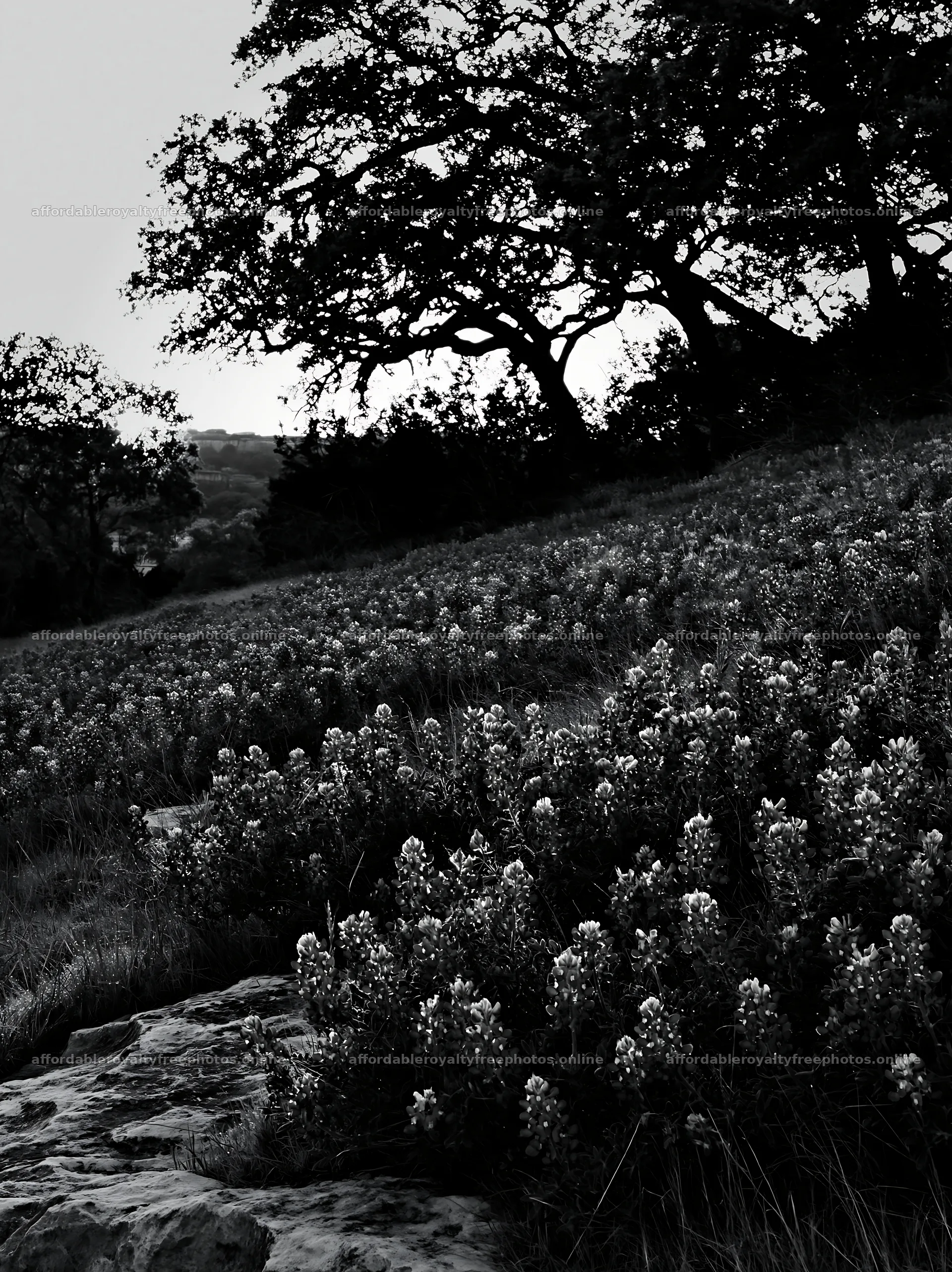 Bluebonnet meadow at sunrise with trees in silhouette – royalty-free photos 6866x9174