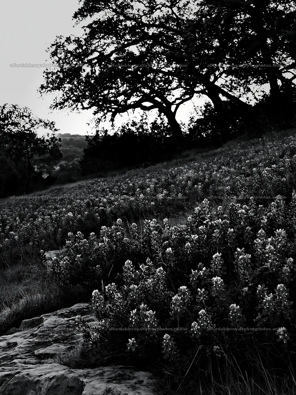 Bluebonnet meadow at sunrise with trees in silhouette – royalty-free photos 6866x9174
