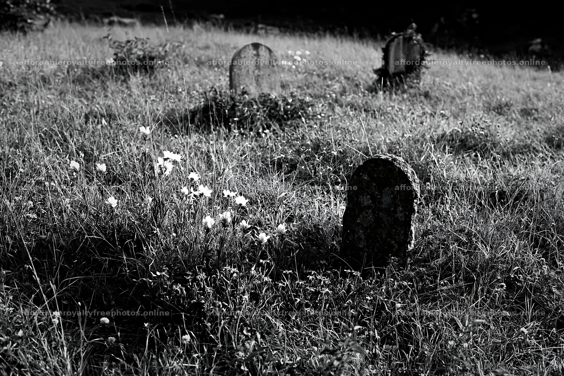 Grave markers in a meadow with wildflowers in the – royalty-free photos 9722x6480