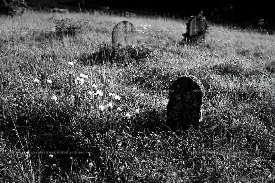 Grave markers in a meadow with wildflowers in the – royalty-free photos 9722x6480