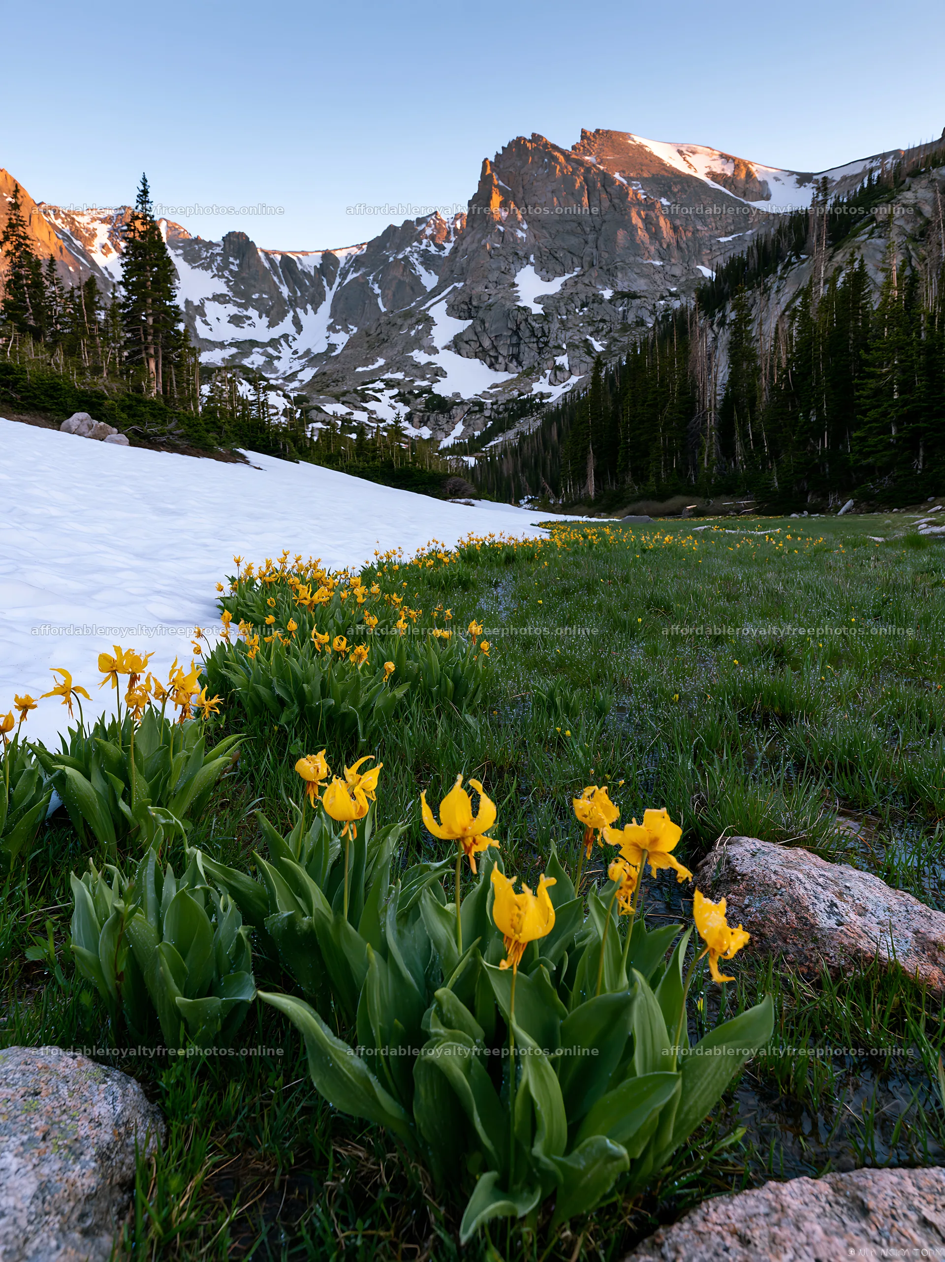 Snowmelt meadow with yellow flowers and mountains – royalty-free photos 6866x9174