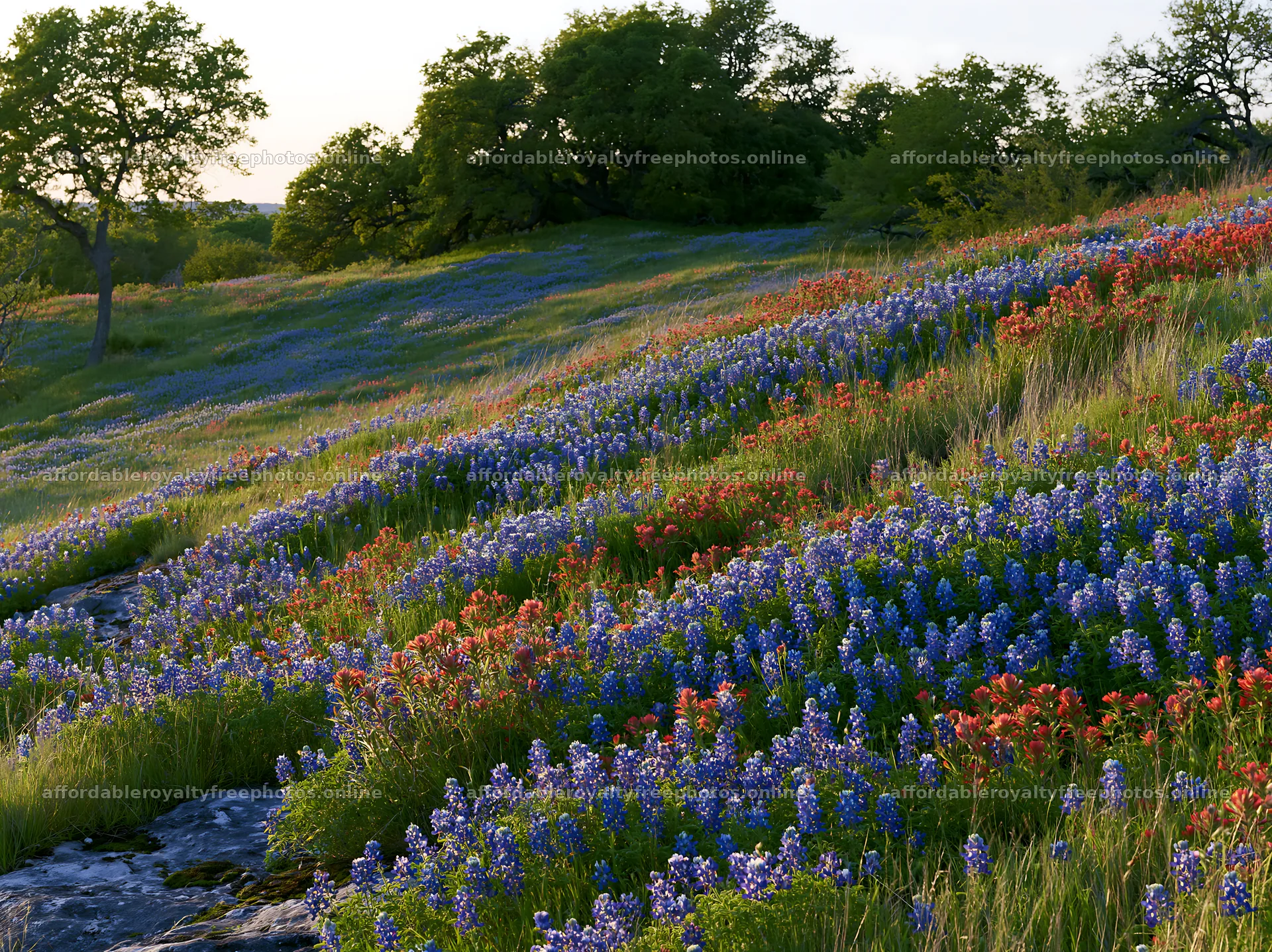 Regenerative meadow with wildflowers in a green landscape – royalty-free photos 9174x6866