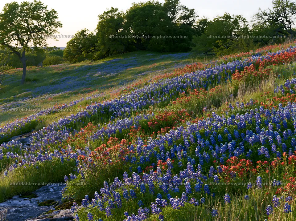 Regenerative meadow with wildflowers in a green landscape – royalty-free photos 9174x6866