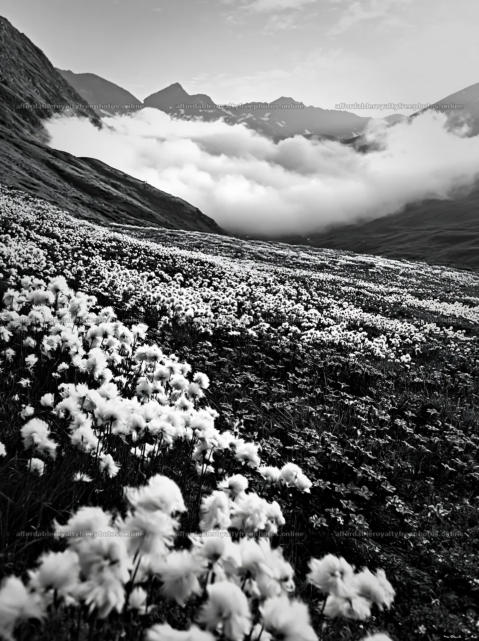 Swiss alpine meadow with flowers and mountains – royalty-free photos 6866x9174