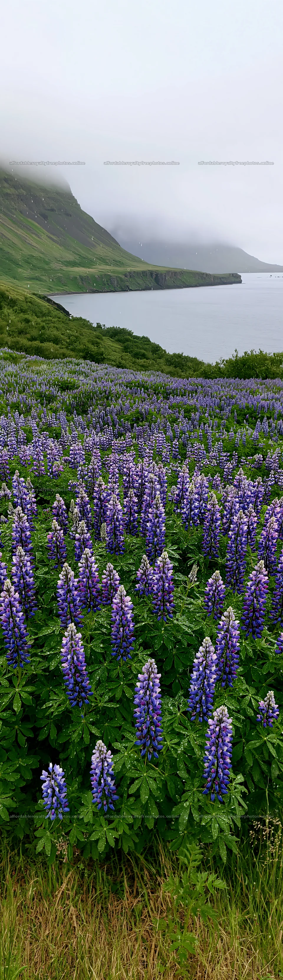 Colorful lupine meadow by the water in Iceland – royalty-free photos 4268x14762