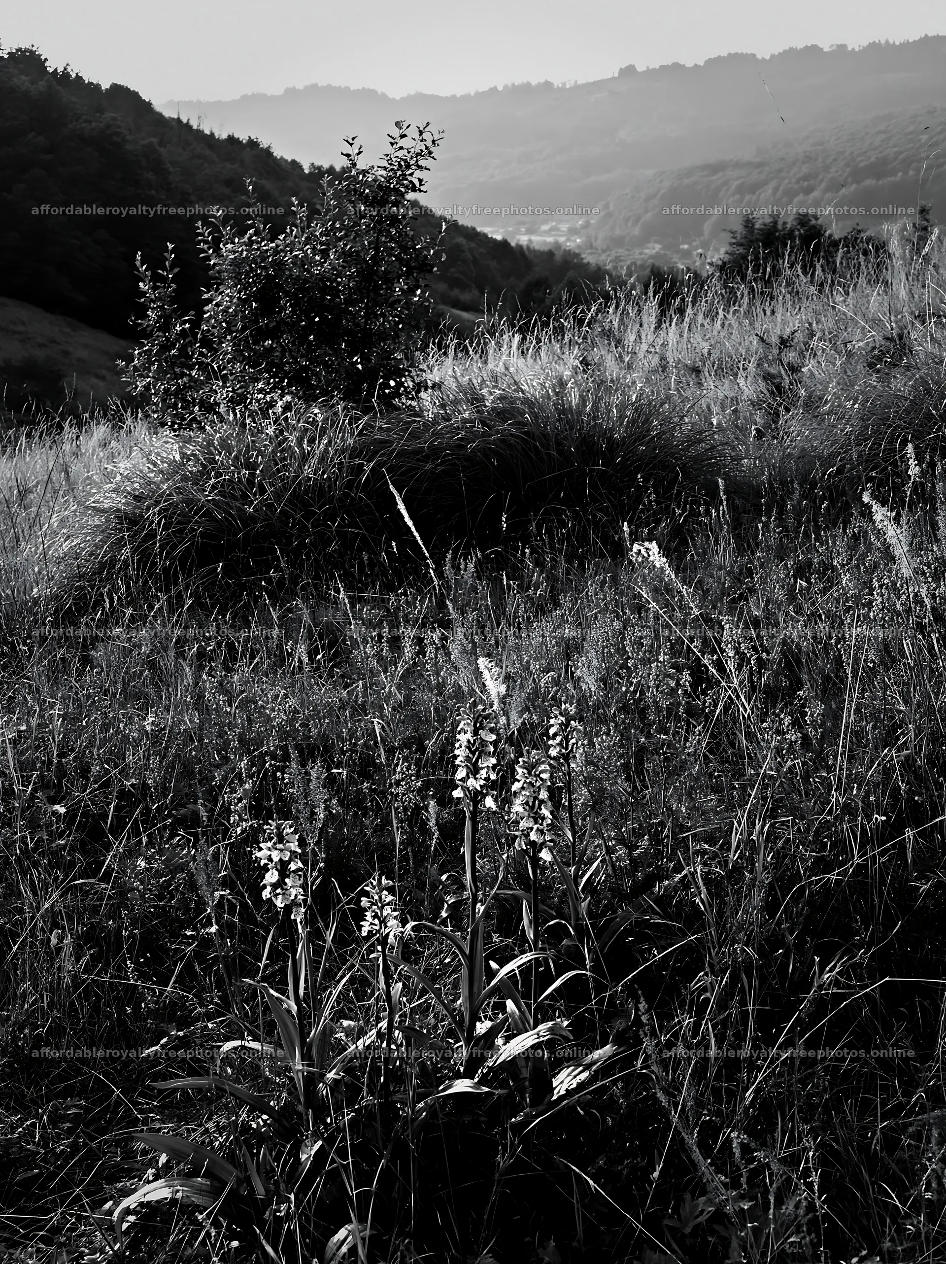 Regenerative meadow with wildflowers in natural setting – royalty-free photos 6866x9174